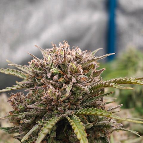 Bubble Kush growlog timeline photo