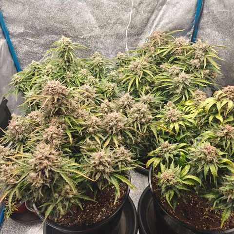 Bubble Kush growlog timeline photo