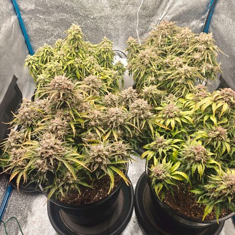 Bubble Kush growlog timeline photo