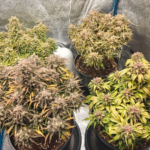 Bubble Kush growlog timeline photo