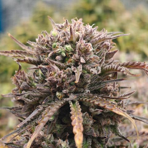 Bubble Kush growlog timeline photo