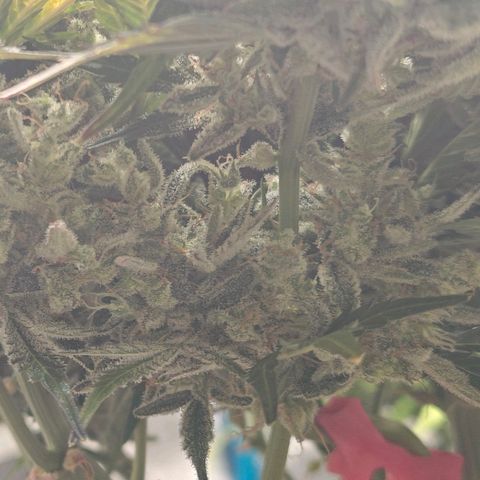 Bubble Kush growlog timeline photo