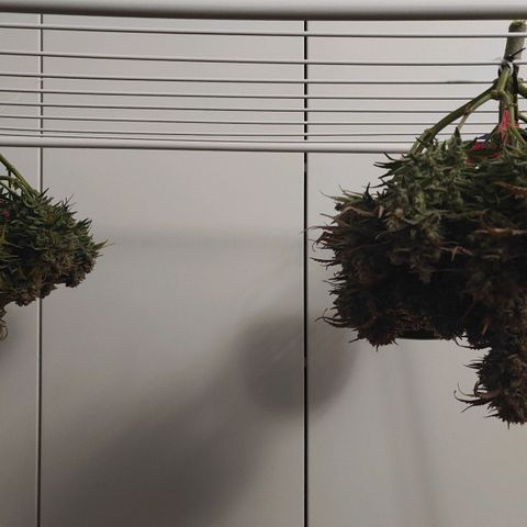 Bubble Kush growlog timeline photo