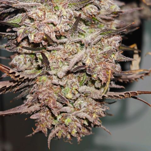 Bubble Kush growlog timeline photo