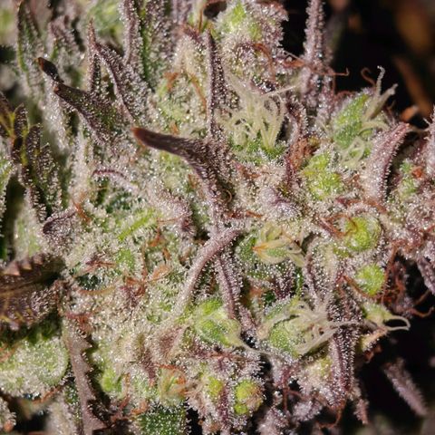 Bubble Kush growlog timeline photo