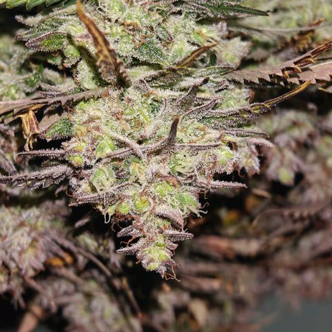 Bubble Kush growlog timeline photo