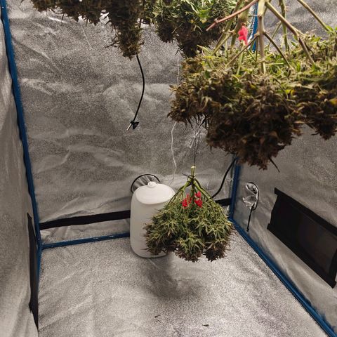 Bubble Kush growlog timeline photo