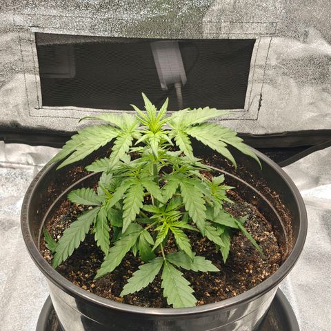 Quick One growlog timeline photo