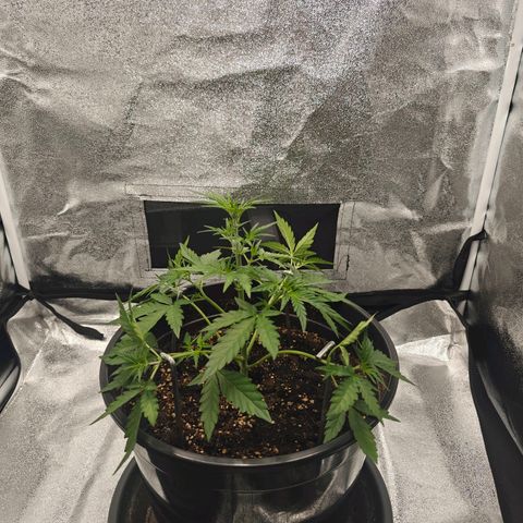 Quick One growlog timeline photo