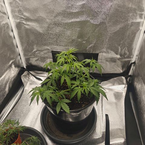Quick One growlog timeline photo
