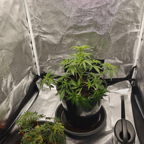 Quick One growlog timeline photo