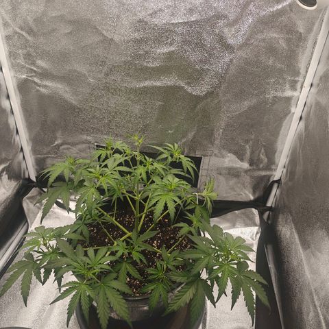 Quick One growlog timeline photo