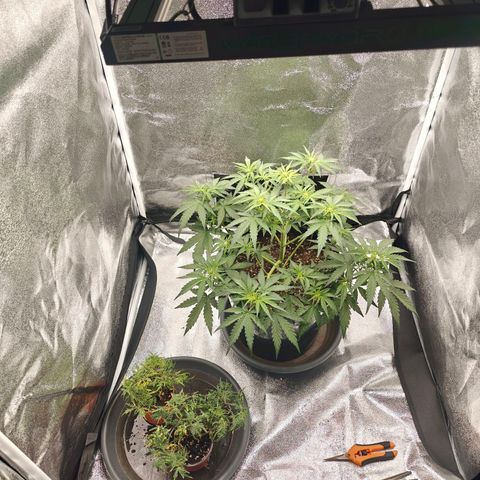 Quick One growlog timeline photo