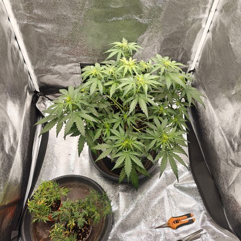 Quick One growlog timeline photo