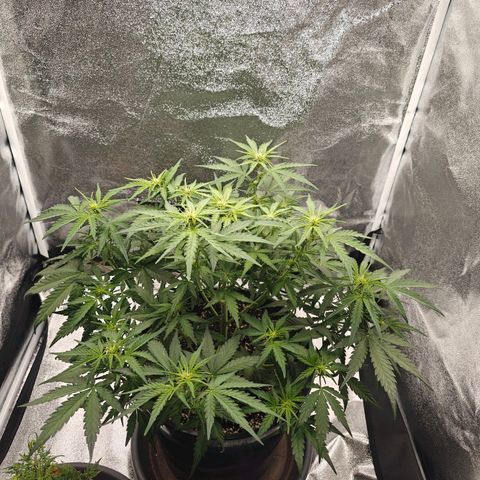 Quick One growlog timeline photo