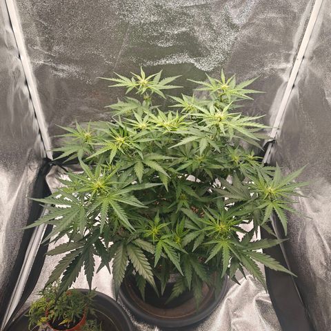 Quick One growlog timeline photo