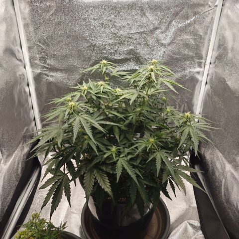 Quick One growlog timeline photo