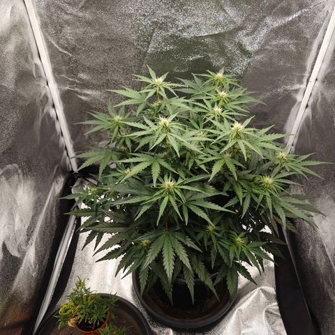 Quick One growlog timeline photo