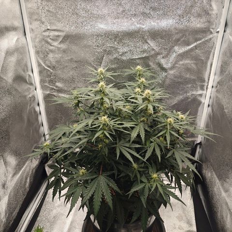 Quick One growlog timeline photo