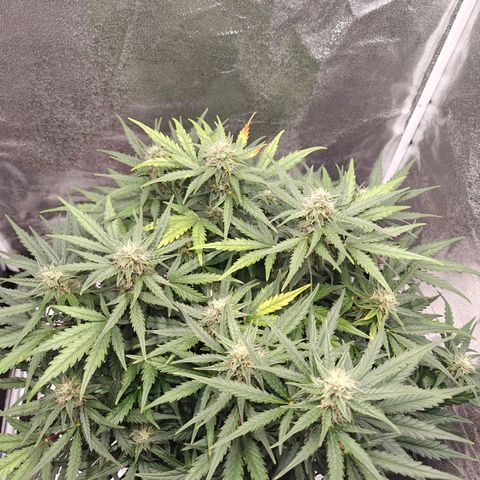 Quick One growlog timeline photo