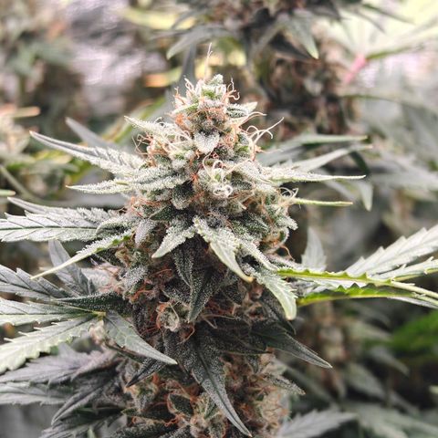 Quick One growlog timeline photo