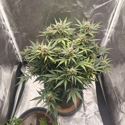 Quick One growlog timeline photo