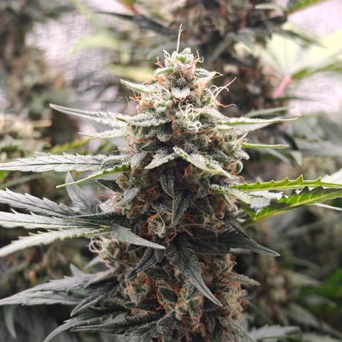 Quick One growlog timeline photo
