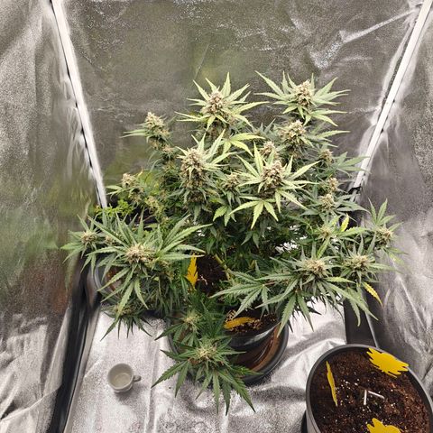 Quick One growlog timeline photo