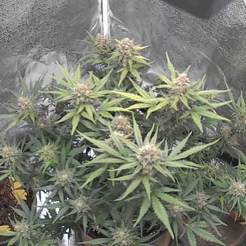 Quick One growlog timeline photo