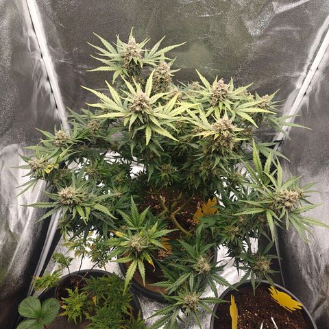 Quick One growlog timeline photo
