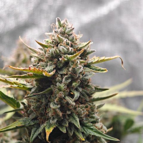 Quick One growlog timeline photo