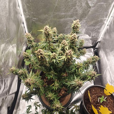 Quick One growlog timeline photo