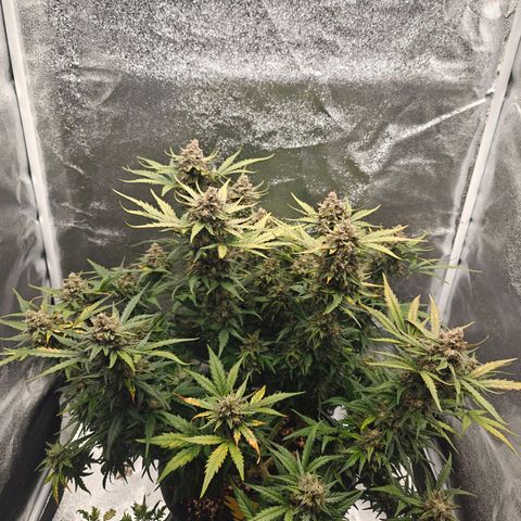 Quick One growlog timeline photo