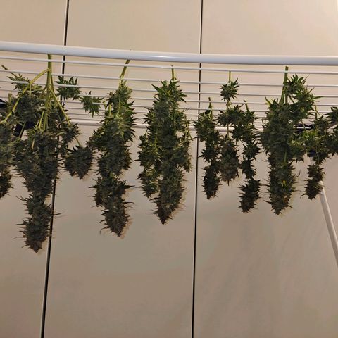 Quick One growlog timeline photo