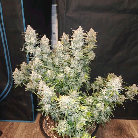 Quick One growlog timeline photo