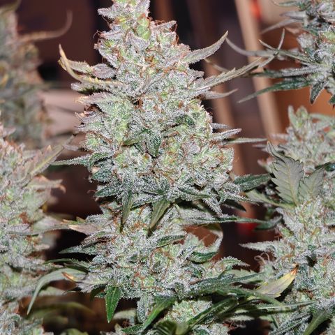 Quick One growlog timeline photo