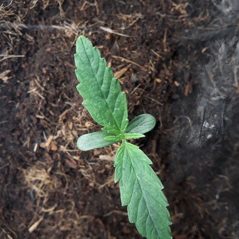 Red Critical Auto growlog timeline photo