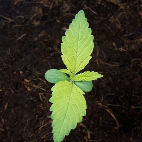 Red Kush Auto growlog timeline photo