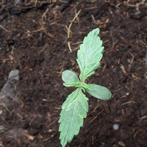 Red Skunk Auto growlog timeline photo