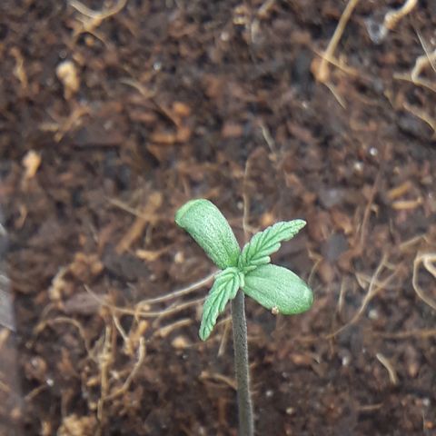 Red Sugar Auto growlog timeline photo