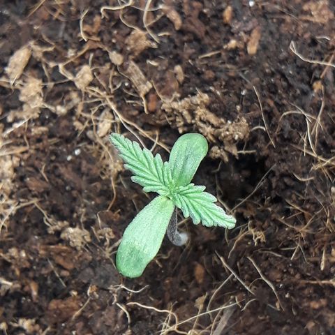 Red Sugar Auto growlog timeline photo
