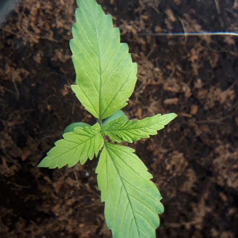 Red Kush Auto growlog timeline photo
