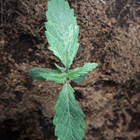Red Skunk Auto growlog timeline photo