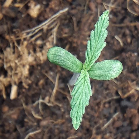 Red Sugar Auto growlog timeline photo