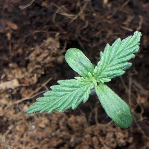 Red Sugar Auto growlog timeline photo