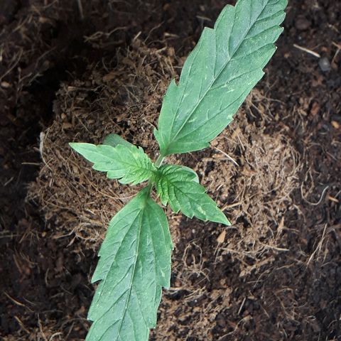 Red Critical Auto growlog timeline photo