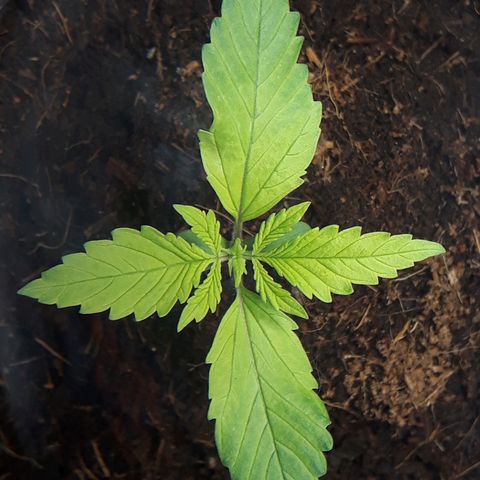 Red Kush Auto growlog timeline photo