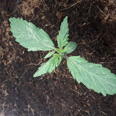 Red Skunk Auto growlog timeline photo