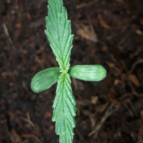 Red Sugar Auto growlog timeline photo
