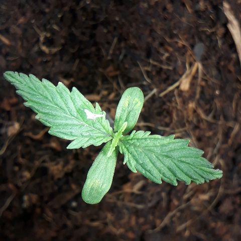 Red Sugar Auto growlog timeline photo
